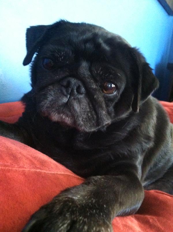/images/uploads/pug nation rescue of los angeles/pugnation2020/entries/11683thumb.jpg